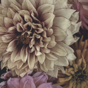 PAPERLY Poster - 35x50 cm / Dahlior